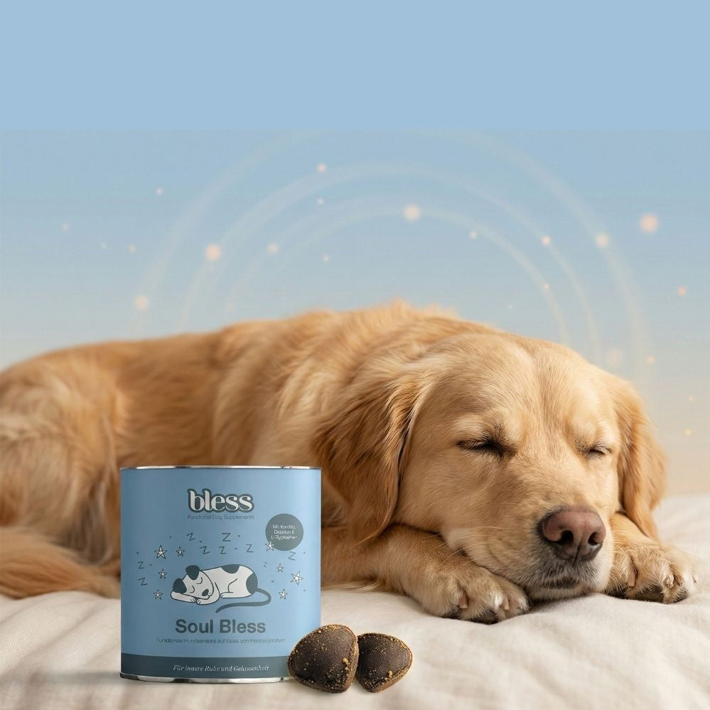 Schlafender Hund neben Bless Soul Bless Dose und Snacks