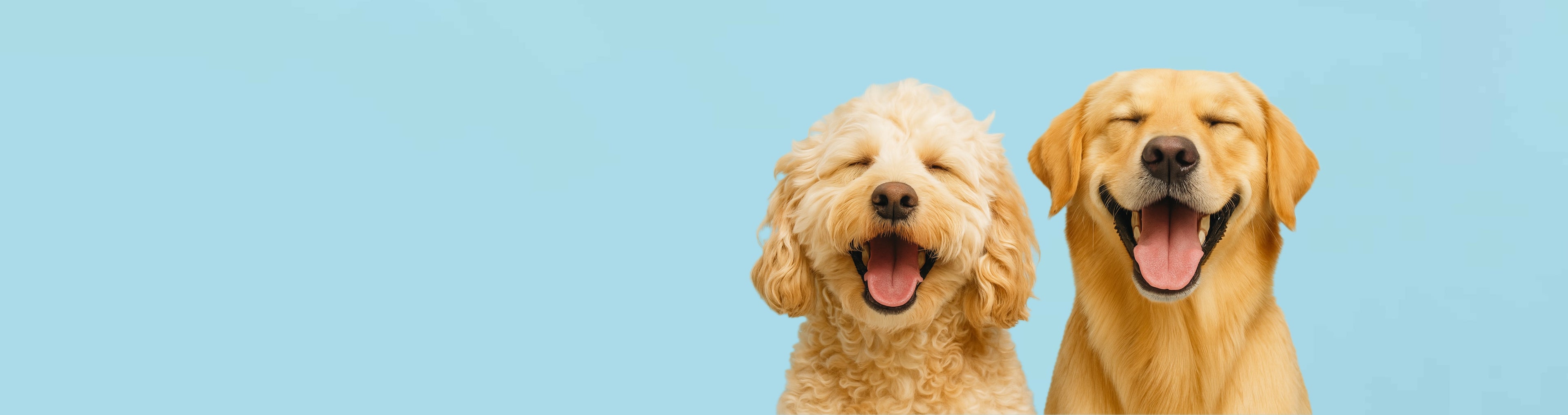 Zwei lächelnde Hunde vor hellblauem Hintergrund